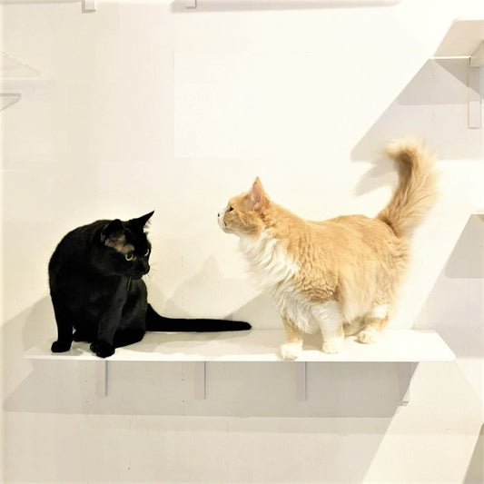 CATROAD+ ロングステップ 900mm