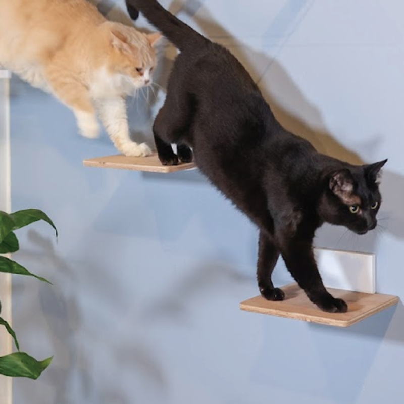 nyan parfait キャットステップキット