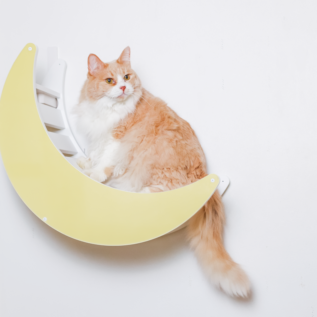 【公式限定カラー】Catroad+キャットムーン