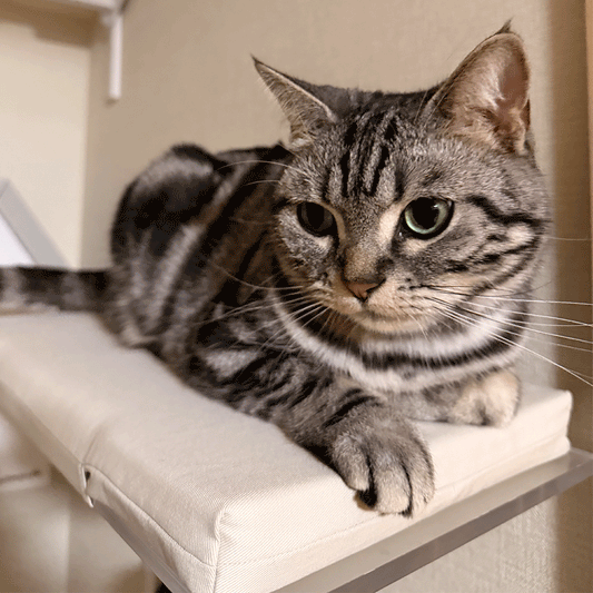 CATROAD+ ねころびクッション