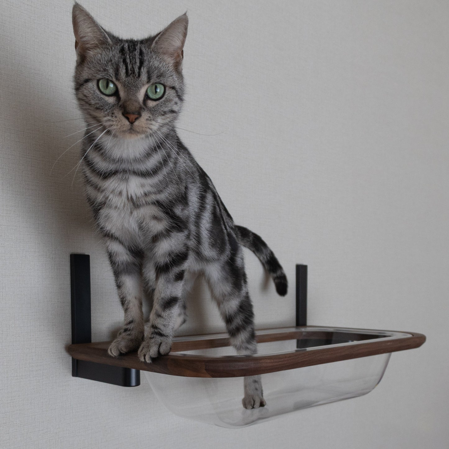 moku to.キャットバス