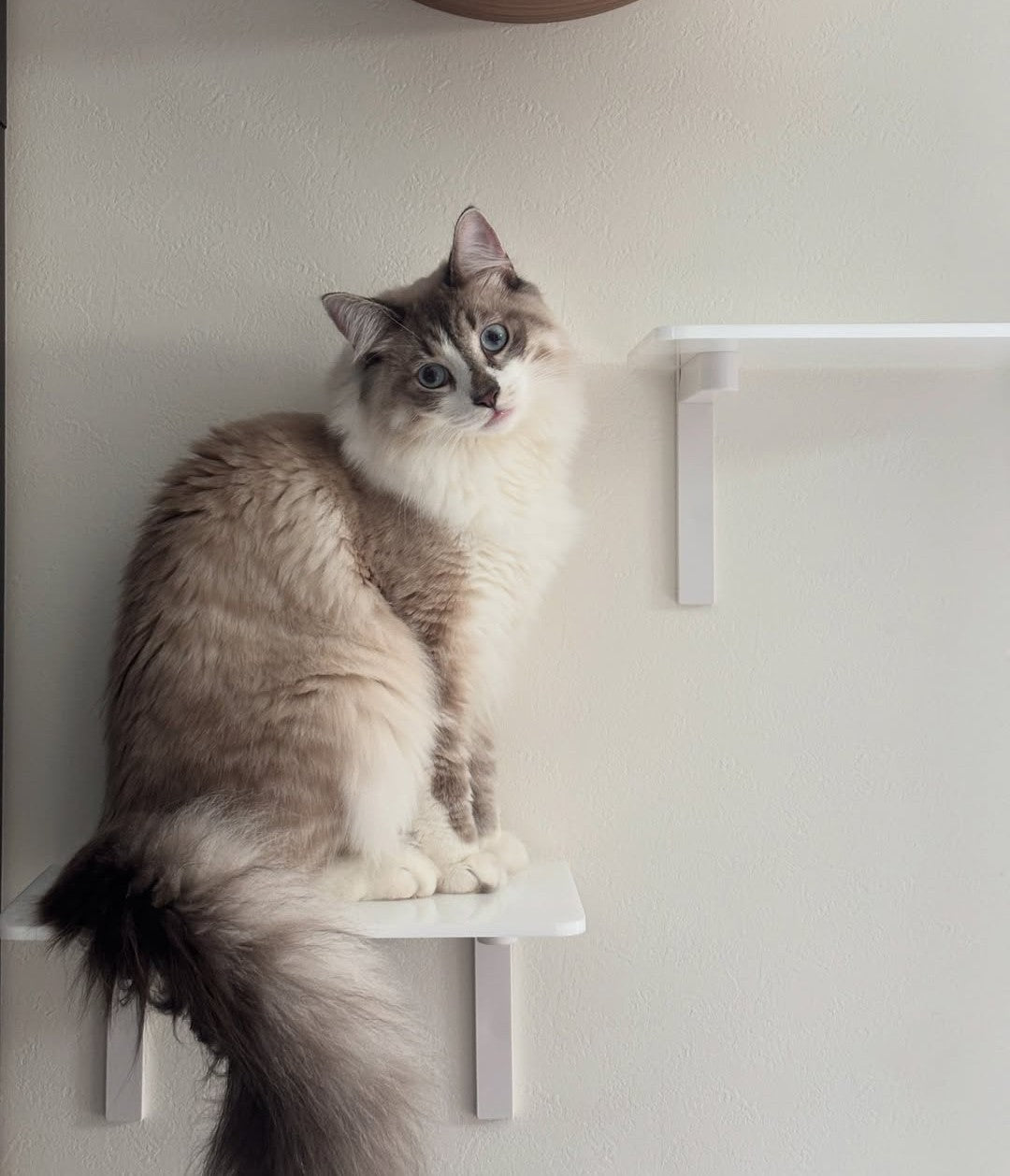 animacolle CATROAD+ キャットステップ 350mm 3枚セット キャットステップ(白)3枚セット 350mm | キャットステップ