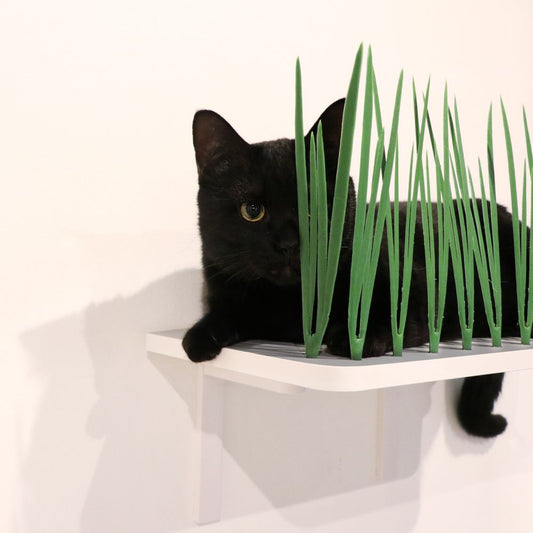 CATROAD+ キャットグラス
