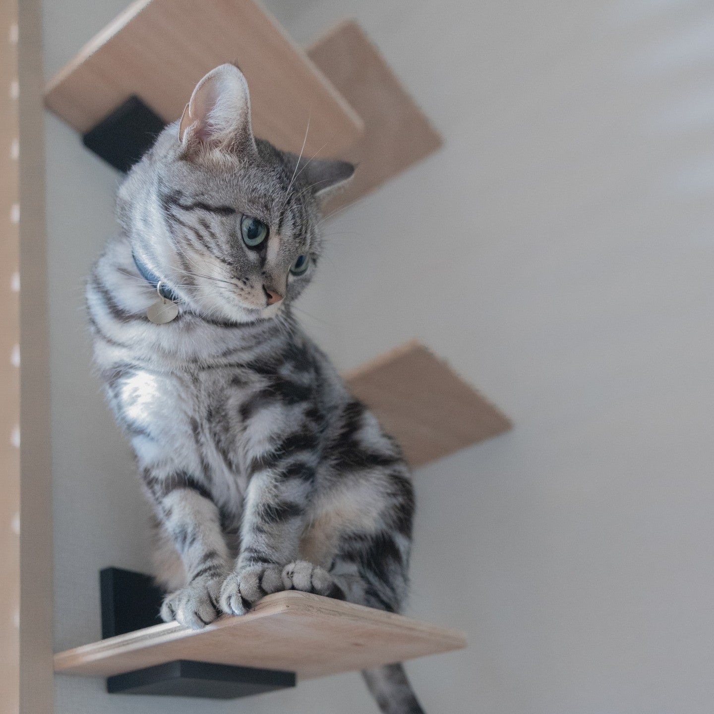 キャットステップキット | 日本製猫用品、グッズの専門通販は