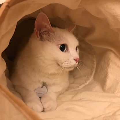 nyanparfait  Sorbét　Tyvek®キャットトンネル - 3Holes