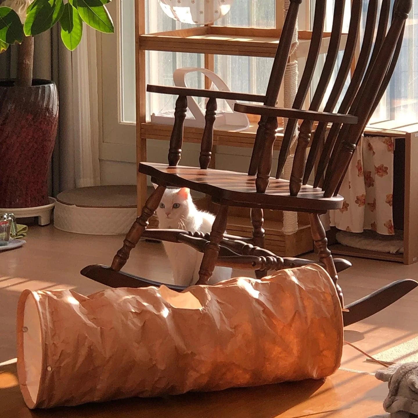 nyanparfait  Sorbét　Tyvek®キャットトンネル - 3Holes