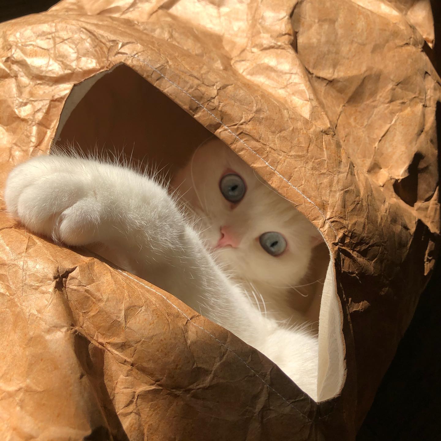 nyanparfait  Sorbét　Tyvek®キャットトンネル - 3Holes