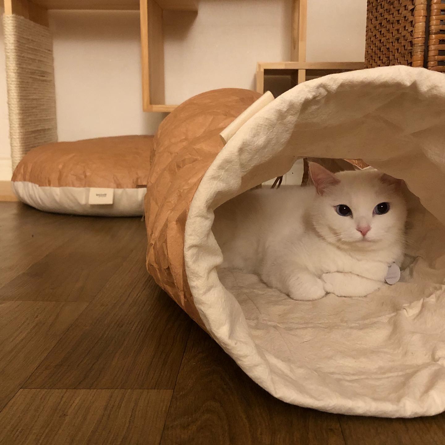 nyanparfait  Sorbét　Tyvek®キャットトンネル - 3Holes