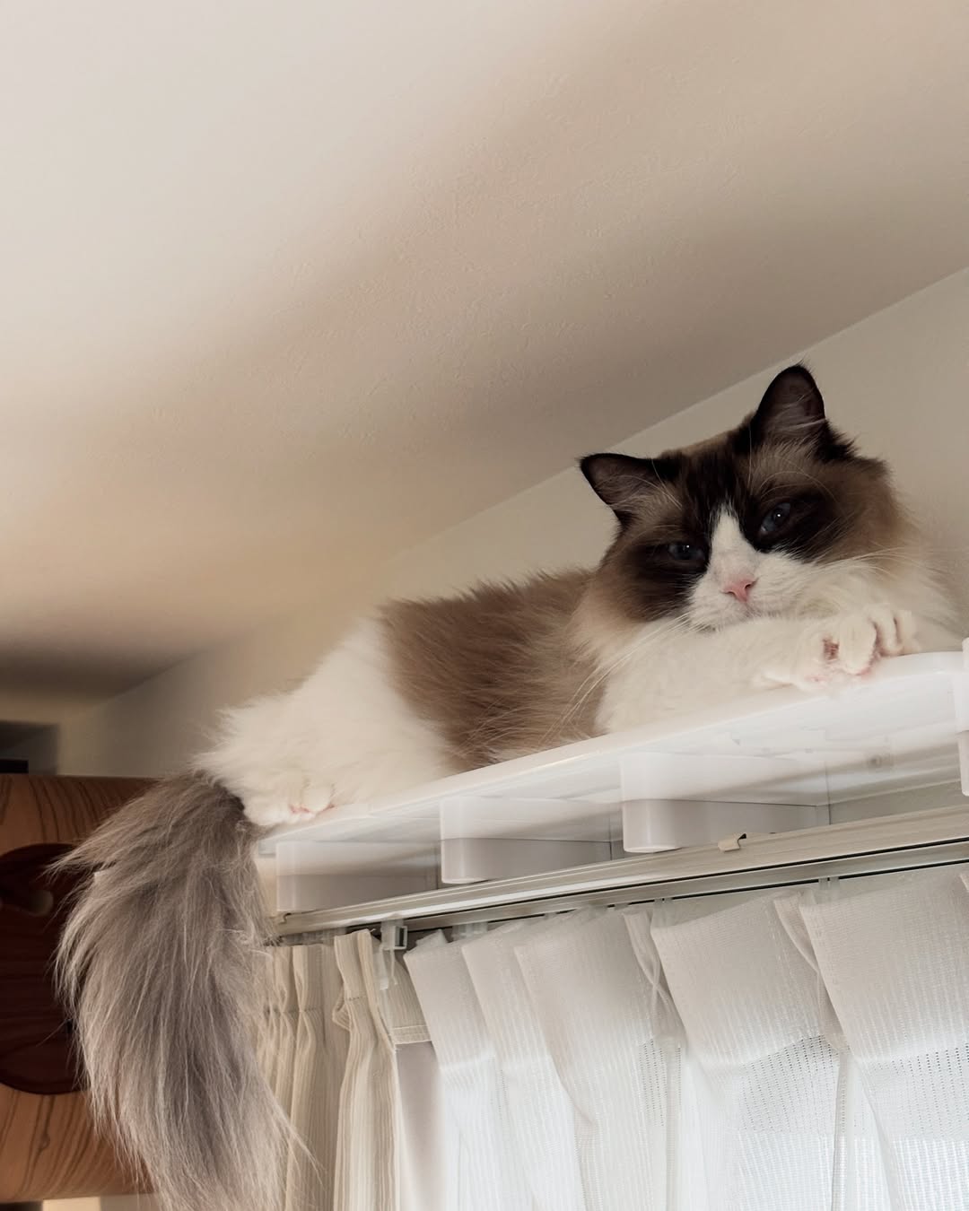 ロングステップ 600mm | キャットステップ、キャットウォーク | 日本製