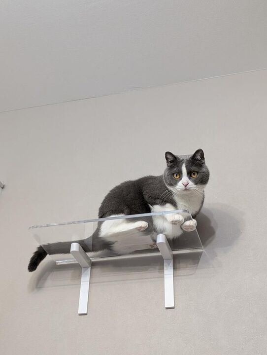 標本　WD4個体 飼育品3個体　珍産地などまとめ売り 標本 WD4個体 飼育品3個体 珍産地などまとめ売り 2025年最新