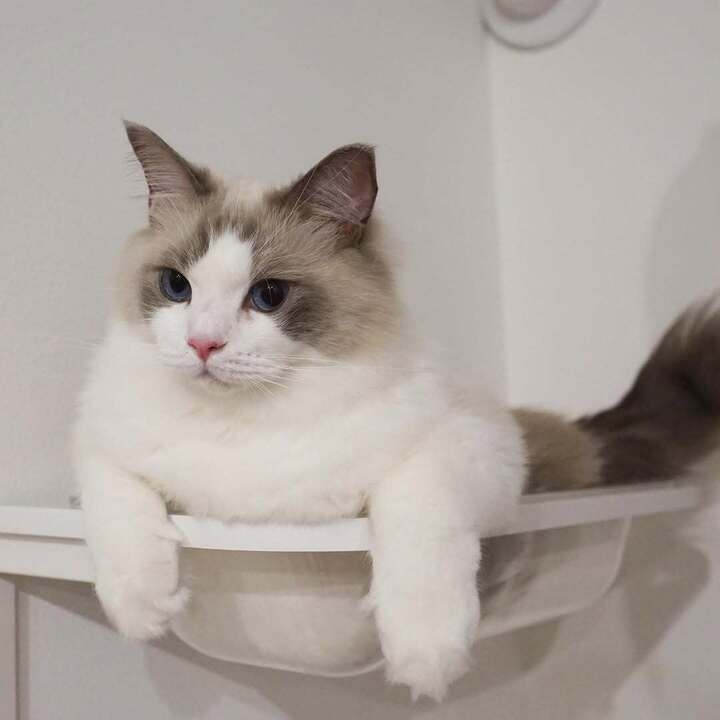 CAT様 リクエスト 4点 まとめ商品 キャットバス | 日本製猫用品、グッズの専門通販はanimacolle