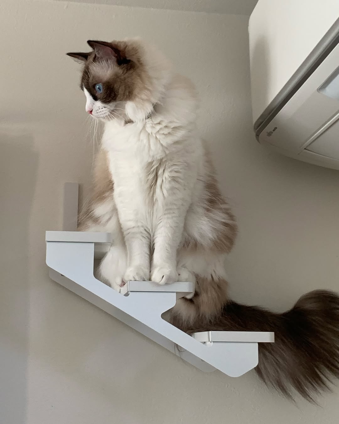 CATROAD+ キャットラダー