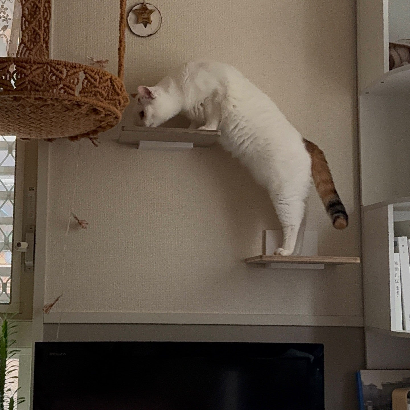 キャットステップキット | 日本製猫用品、グッズの専門通販は