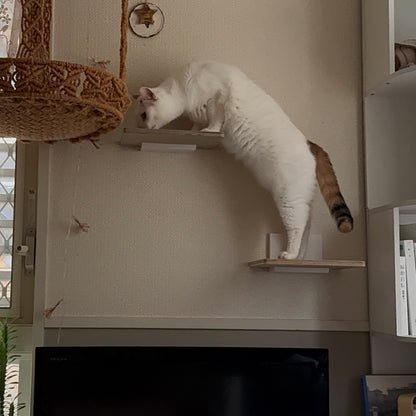 【ホワイト3月中旬入荷予定】nyan parfait キャットステップキット