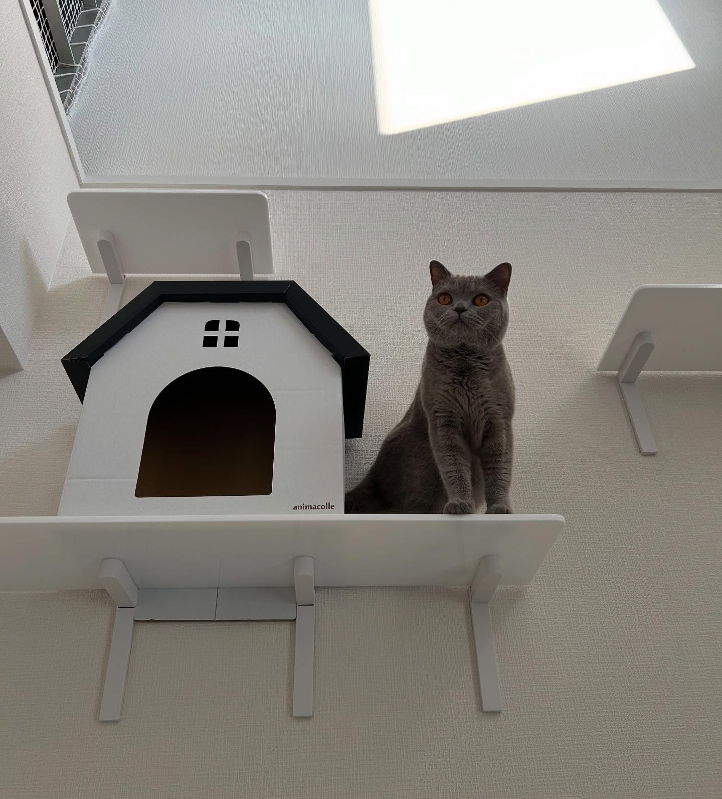 CATROAD+ ロングステップ 900mm