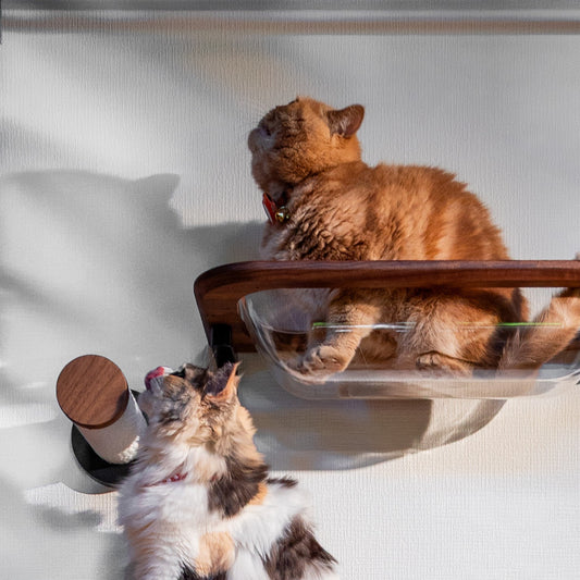 moku to.キャットバス