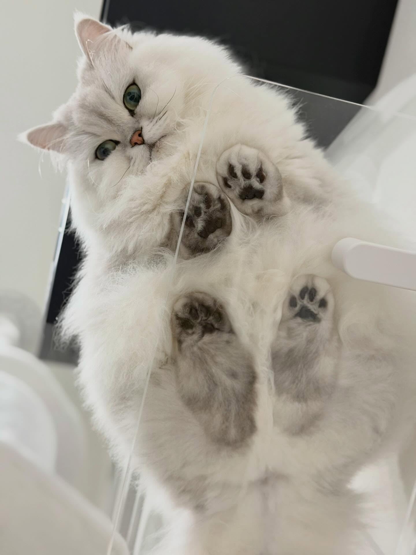 ワイドステップ 450mm | キャットウォーク | 日本製猫用品、グッズの