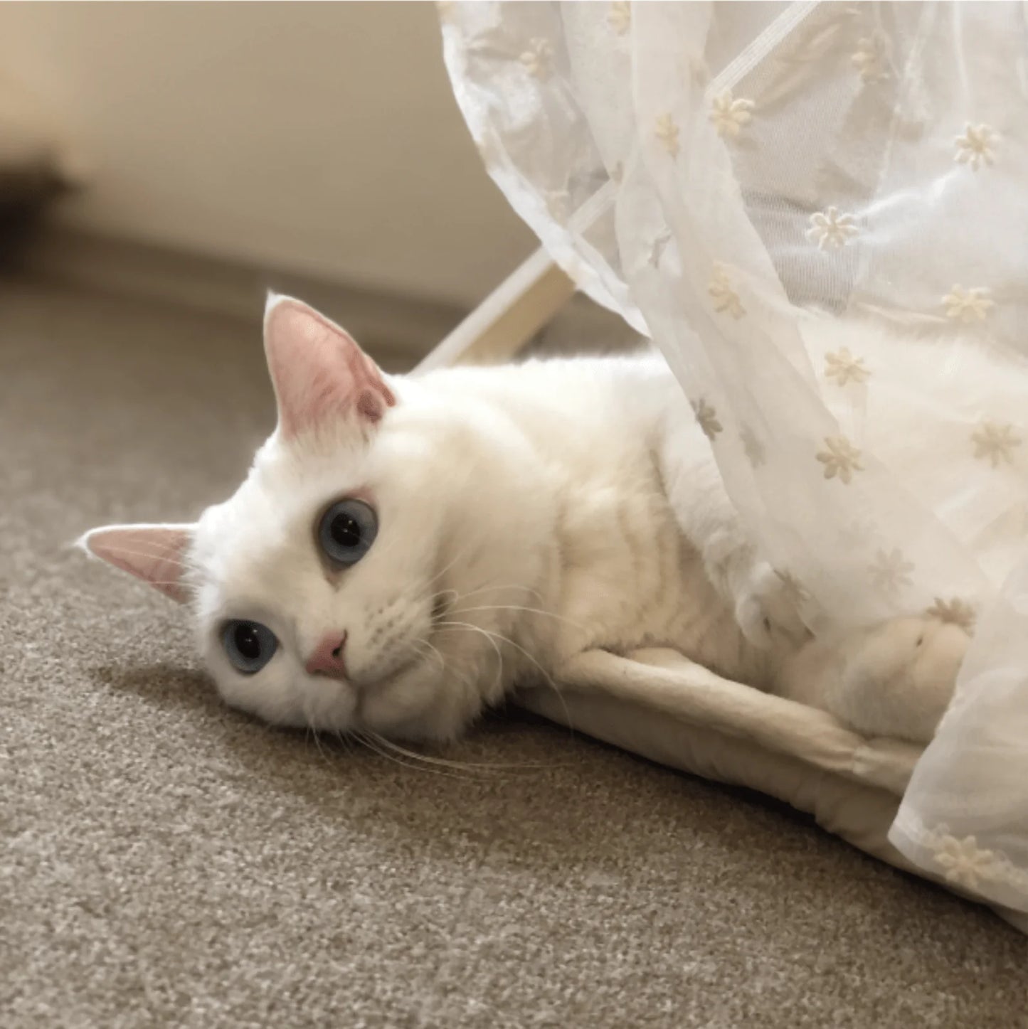 nyanparfait Sorbét ポイントカーテン - lace