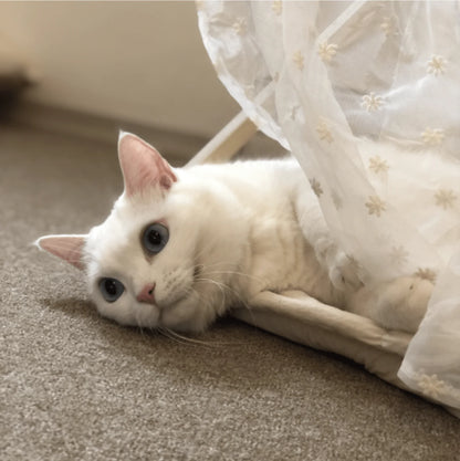 nyanparfait Sorbét ポイントカーテン - lace