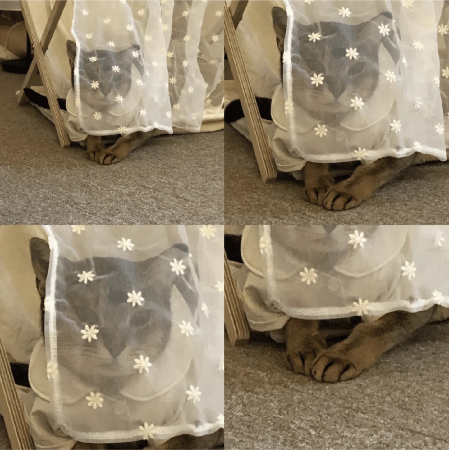 nyanparfait Sorbét ポイントカーテン - lace